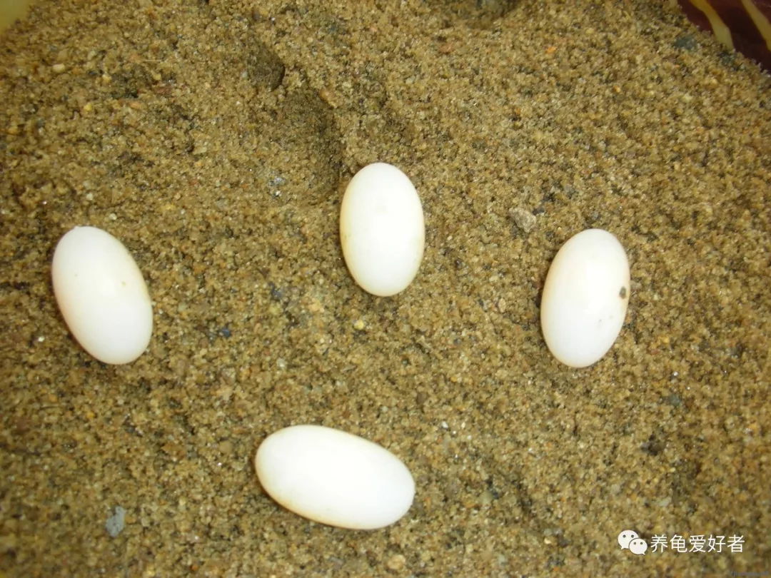 龟卵的孵化同样需要注意观察