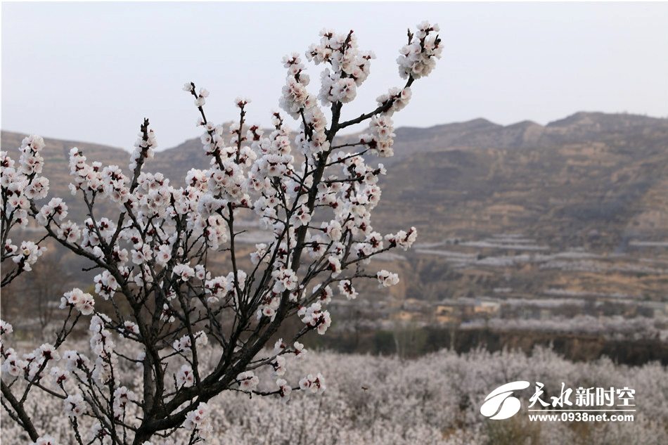 天水新阳镇杏花图片