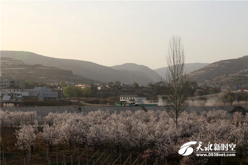 天水新阳镇第二届杏花节盛大启幕图文