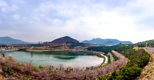 你知道麼鄒平高鐵站旁的十里櫻花山早櫻繽紛落晚櫻正待放