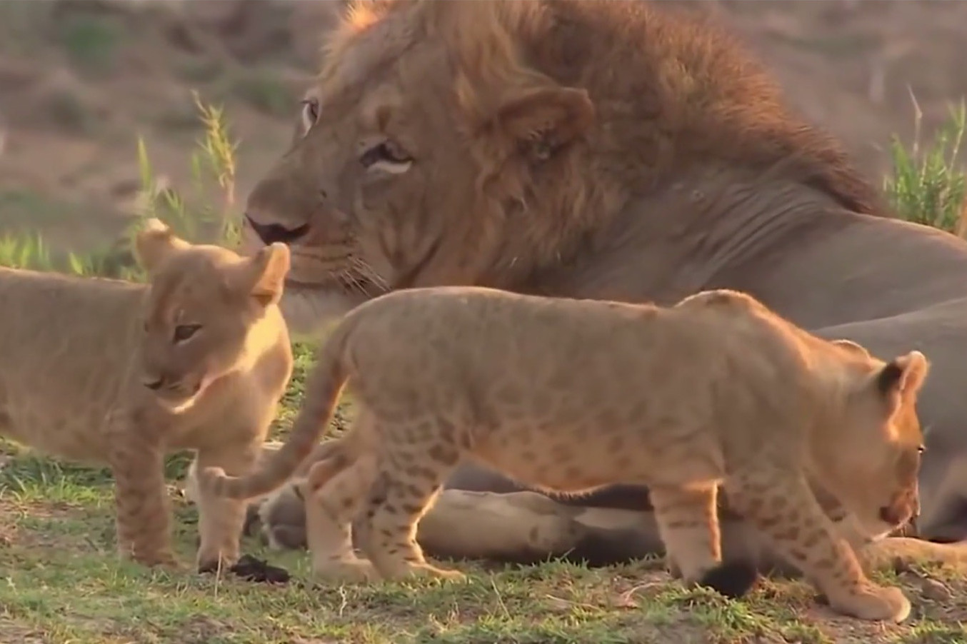 母狮带着2只小狮子第一次见爸爸刚刚睡醒的雄狮一脸懵