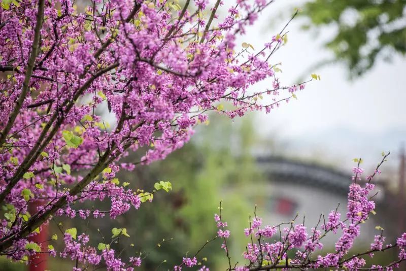 贛縣櫻花節盛大開幕高空航拍震撼來襲