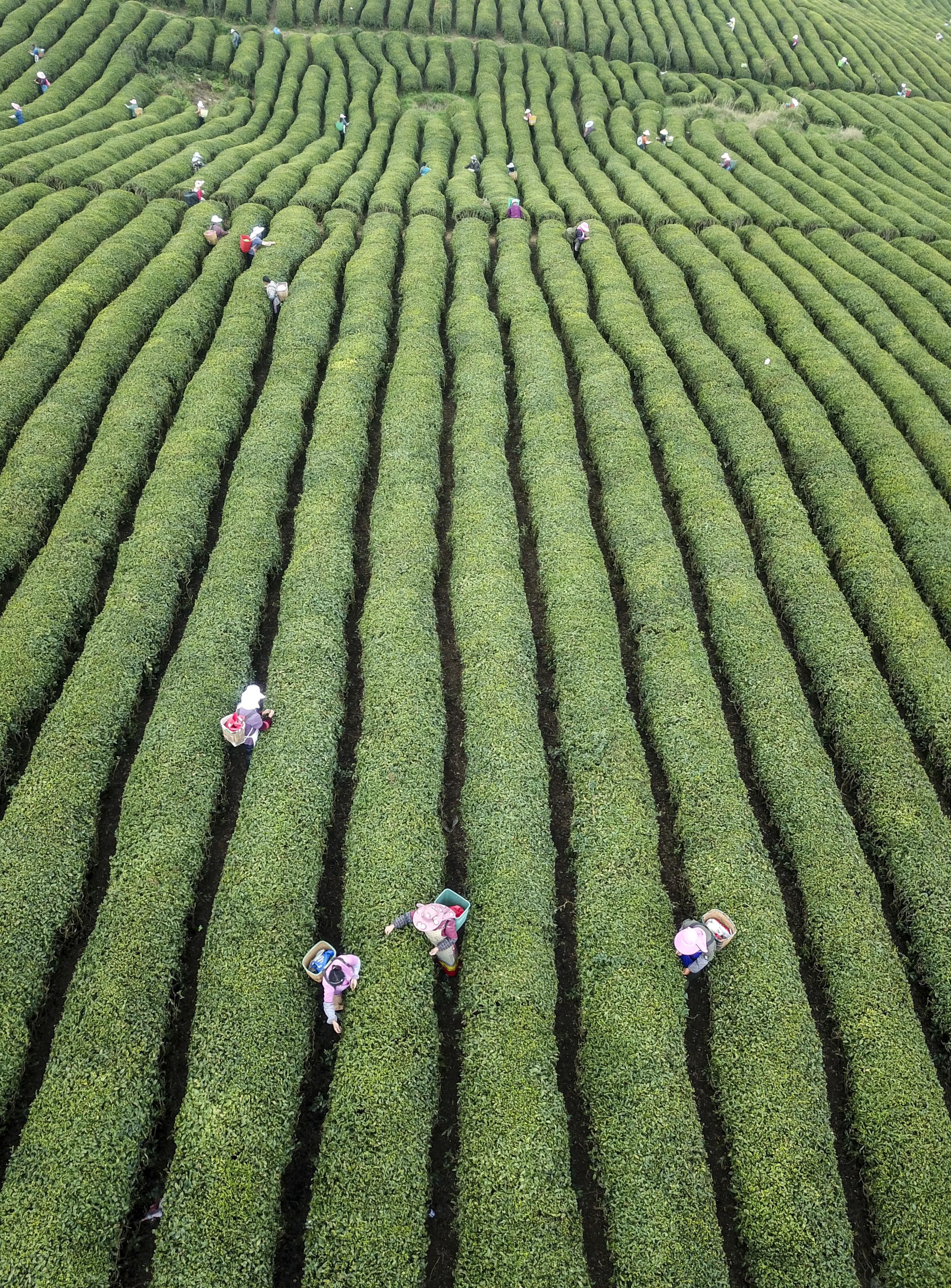 3月30日,茶农在贵州省安顺市西秀区十二茅坡茶场采摘明前茶(无人机