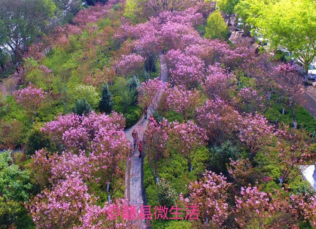 赣县十里樱花公园图片