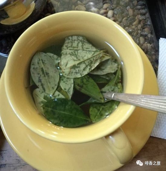 当地印第安人常用古柯叶泡茶,称为古柯茶,同茶叶和咖啡一样饮用