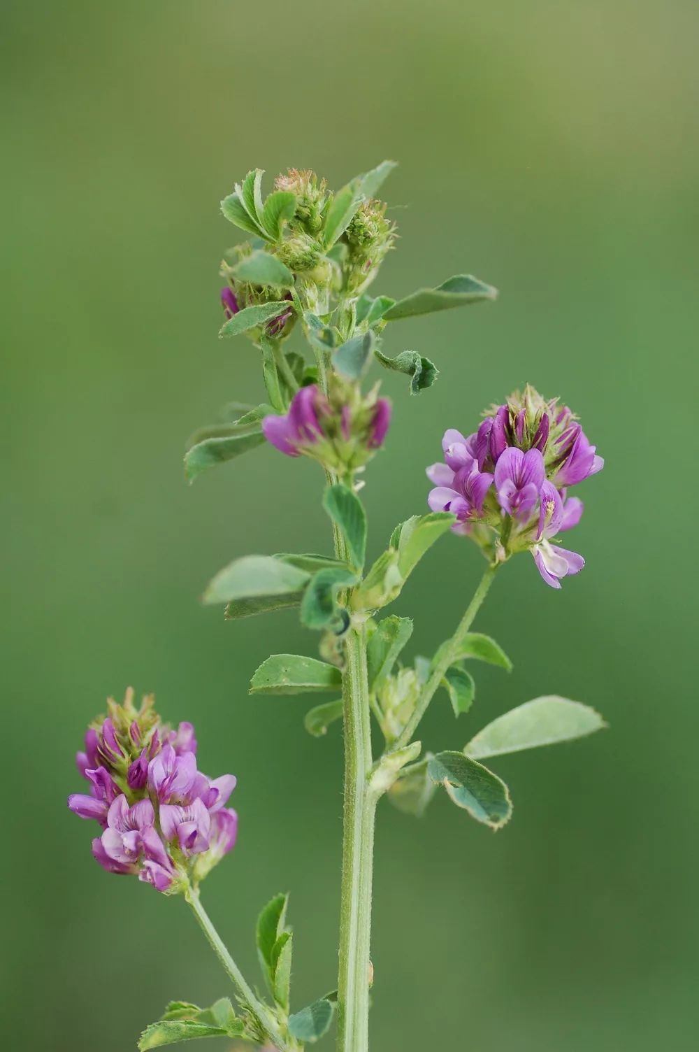 花花花花花……春天的蘭大到底有多少種花?