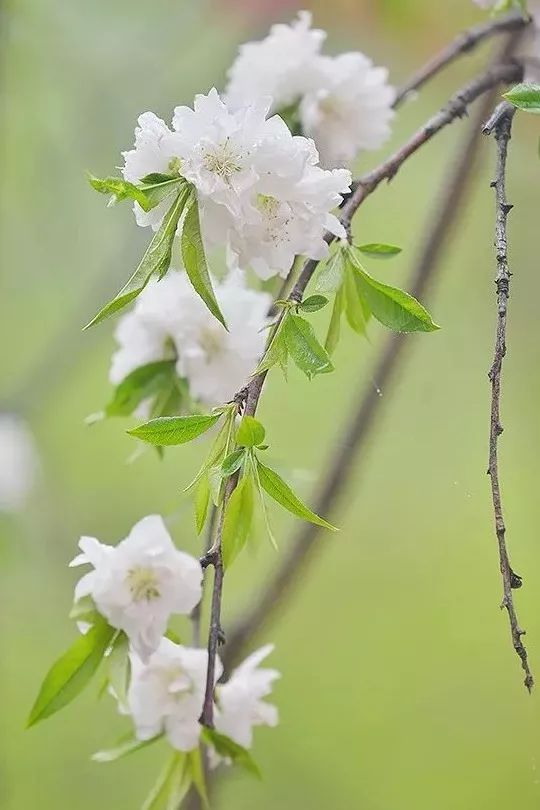 綠萼垂枝桃綠萼垂枝桃,樹型為垂枝型,花為梅花型,花白色色;花葯黃色