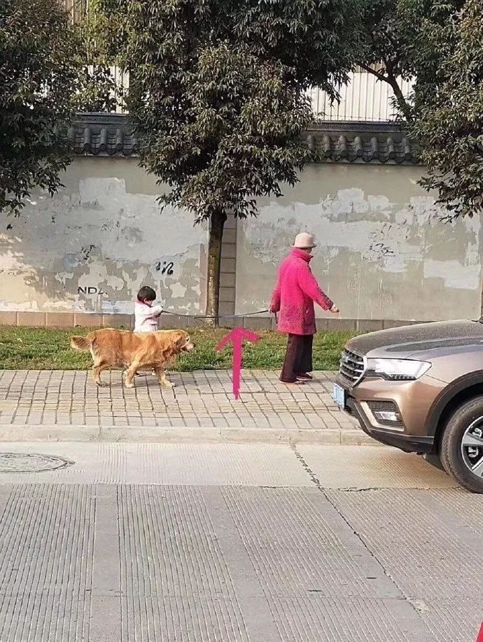 偶遇一位奶奶牵孙女遛狗，可仔细看了下，奶奶是不是牵错了？