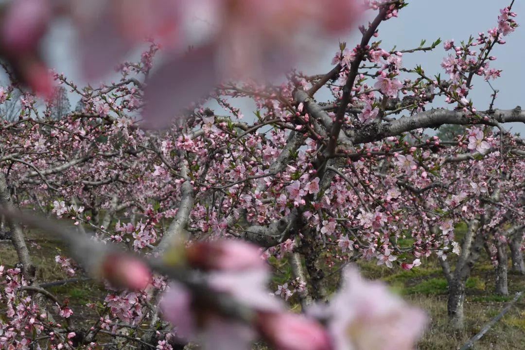 桃花節春風桃李花開日古韻新埭煥風采新埭鎮第二屆興旺桃花節拉開帷幕