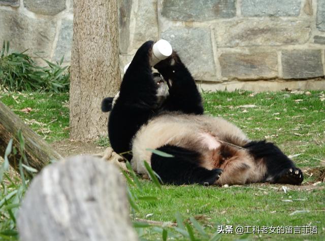 愛上博物館之看望旅居美國華盛頓動物園的熊貓夫妻