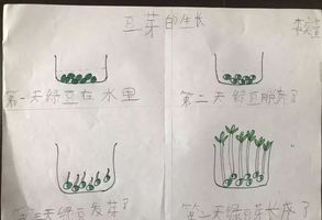 儿童画豆芽生长过程图片