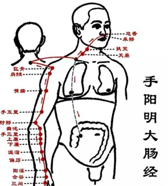 背部大肠经位置图图片