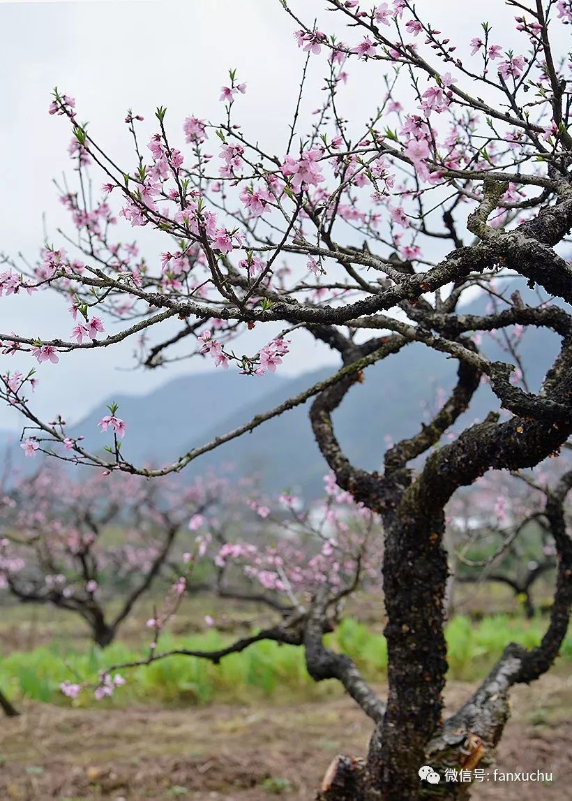 天台后岸村桃花,摄影:天涯孤旅 版权归原作者所有 如有侵权请及时联系