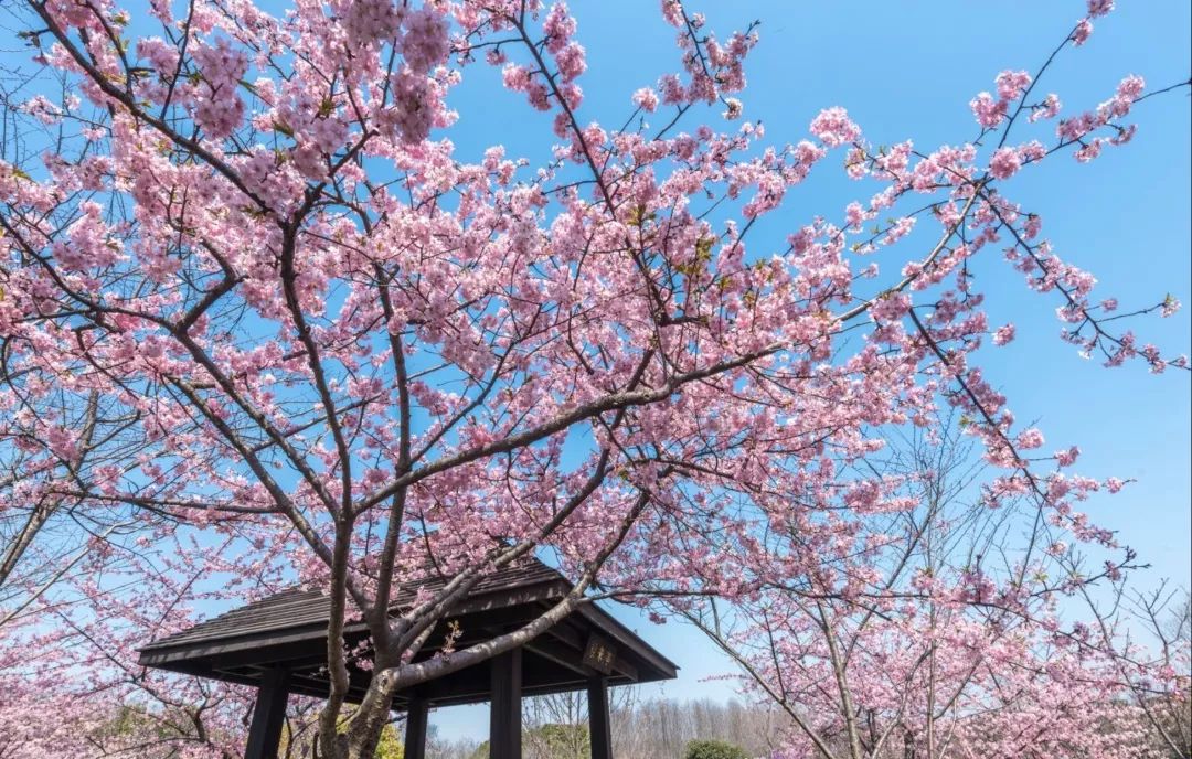 顧村公園票價:10元交通:地鐵2號線世紀公園站下地址:浦東新區花木路