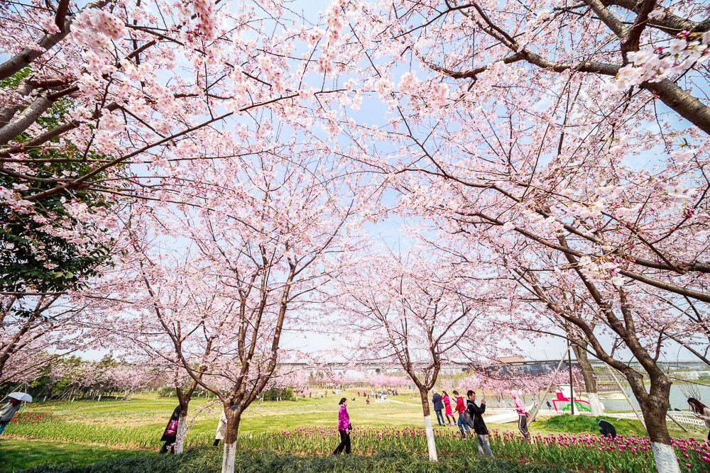 宁波樱花基地图片