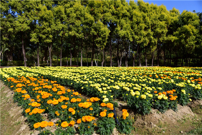 清明節到廣州花都香草世界賞春花種香草帶香囊