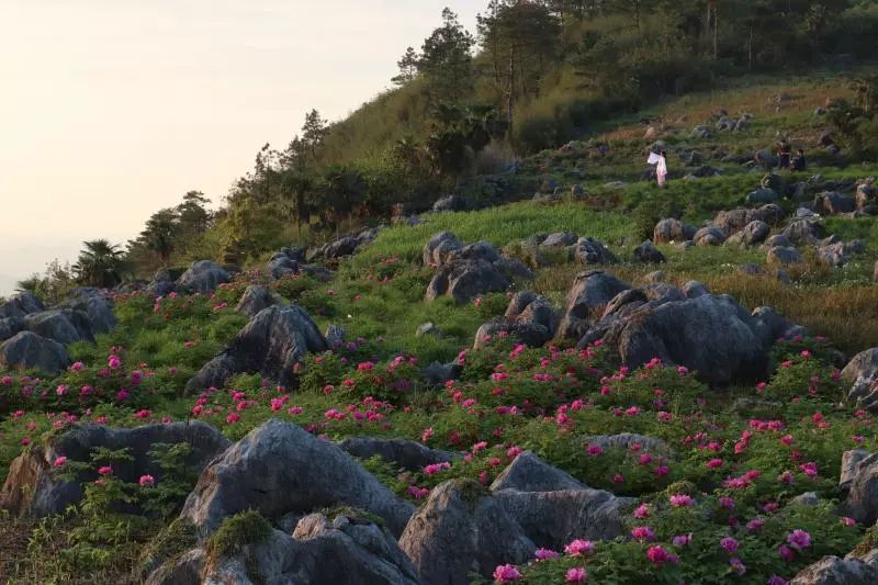 常宁西岭牡丹花地址图片