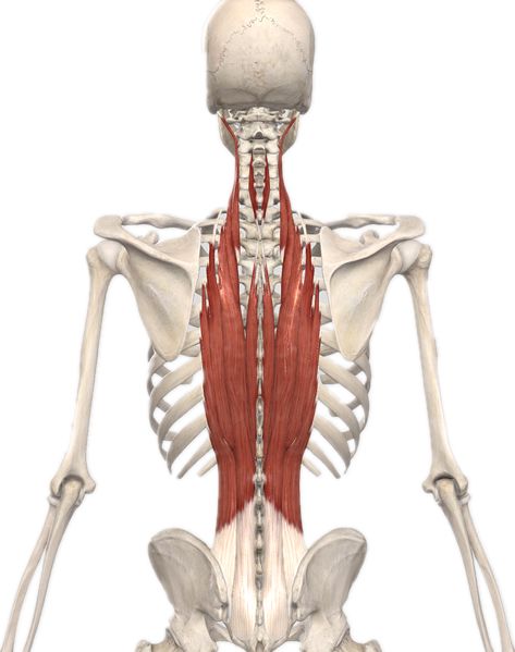 弯腰动作中位于背部的竖脊肌需要被动拉长,并且做离心