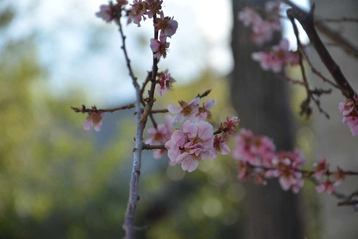 旅拍北京在春風料峭裡走進北海公園看紫荊花開