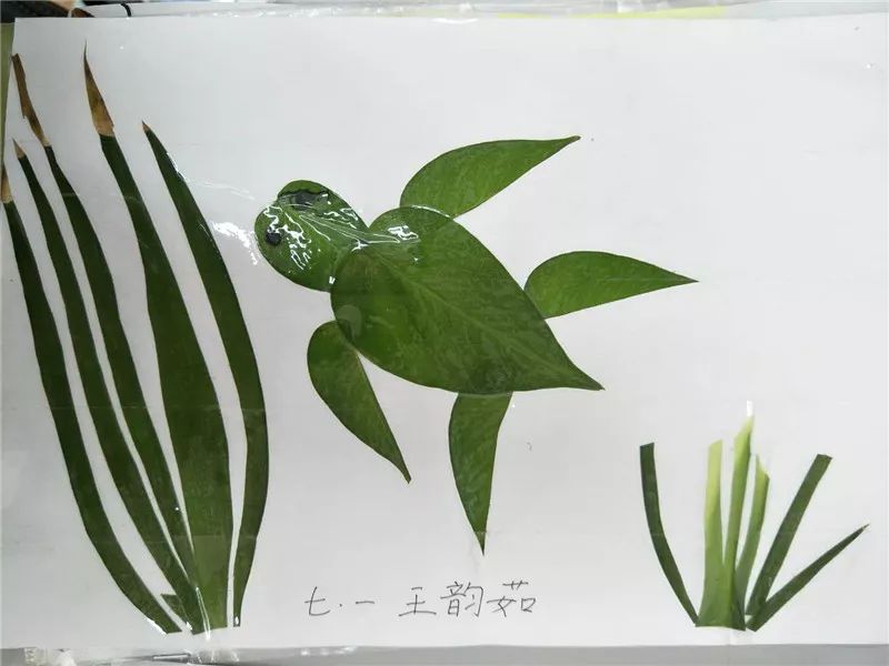 植物拼图大赛作品图片