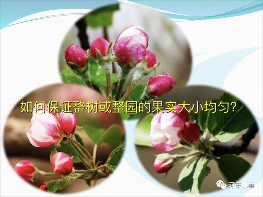 蘋果春季管理核心保花保果圖文詳解