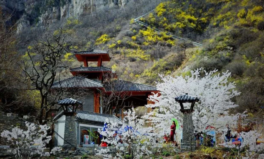 保定樱花溪谷图片