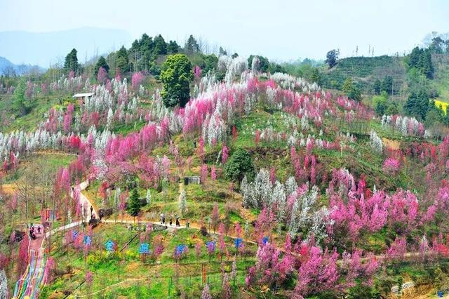 大邑县旅游景点看花图片