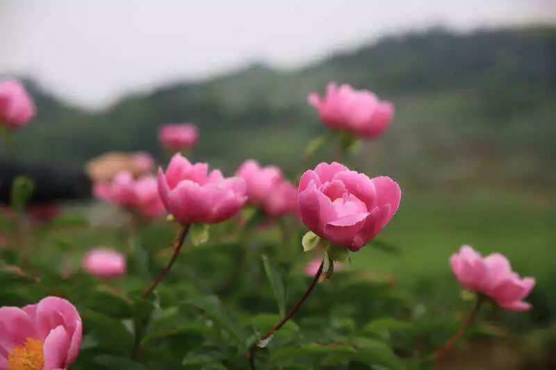 常宁西岭牡丹花地址图片