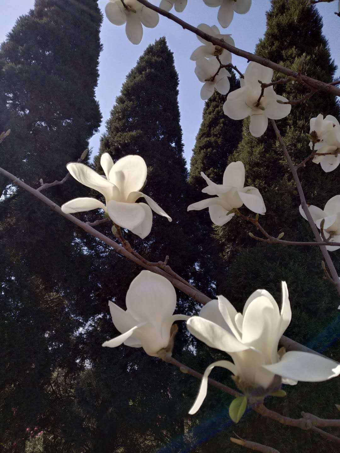 安息於景色秀美的雙鳳山陵園的我的父母,叔叔嬸嬸,全家人今天匯聚一起