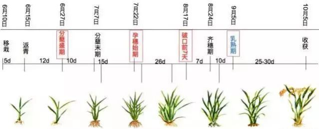 水稻生长周期表图片