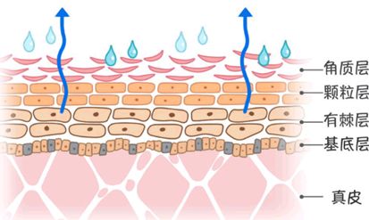 ▼使皮肤保持湿润有助于减少水分蒸发,甚至吸收水分角质层细胞内含有