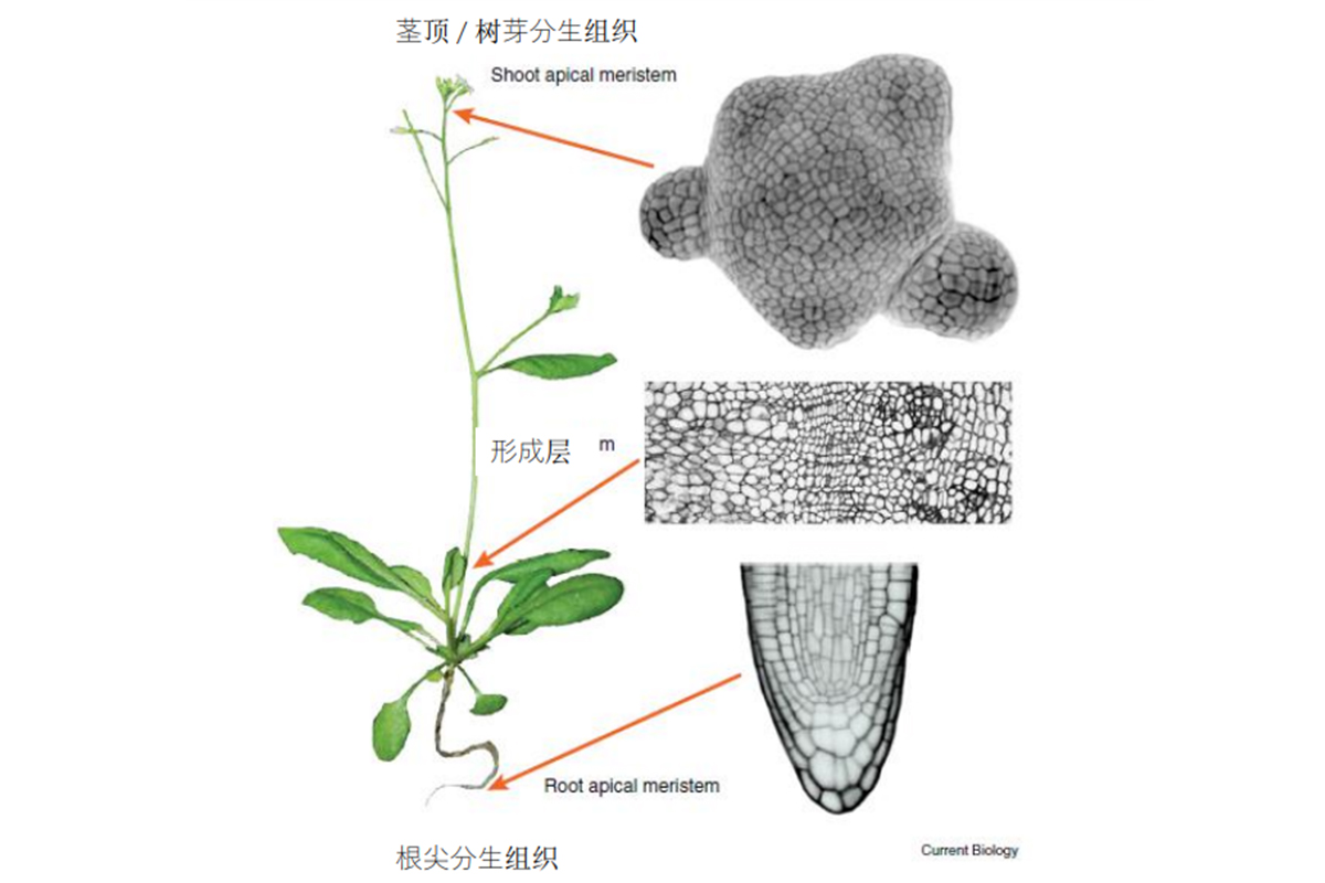 莱菲得 植物干细胞技术