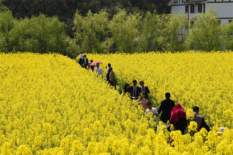 黔西縣2019年柳岸水鄉第九屆油菜花文化旅遊節開幕