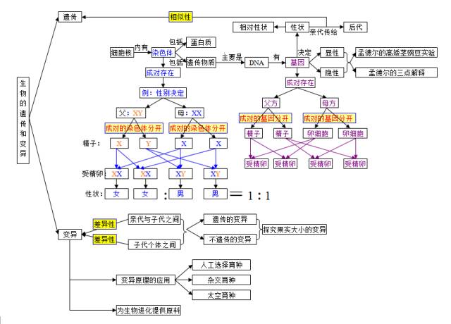 免費領資料初中生物知識點思維導圖22頁可編輯版