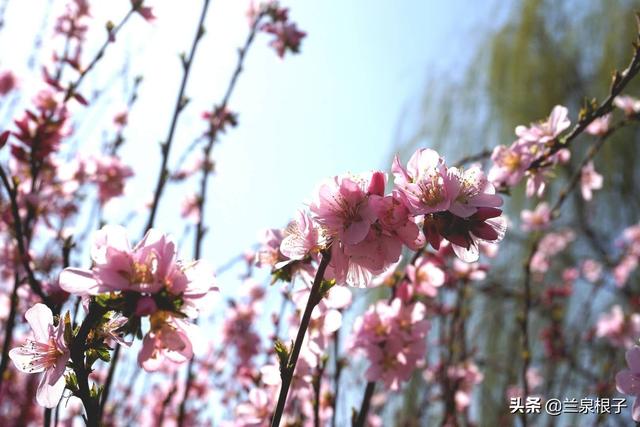 2019年兰州桃花节各项活动即将陆续开启,来兰州安宁仁寿山这里,踏青赏