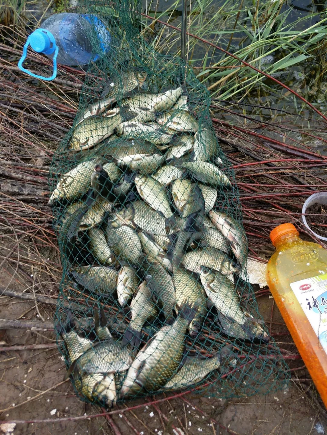 初春釣鯽魚,學會4釣4不釣,漁獲肯定不會少!