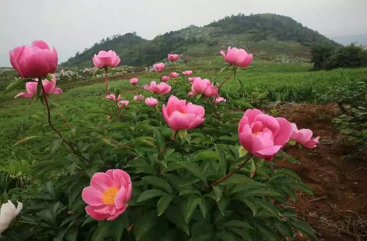 常宁西岭牡丹花地址图片