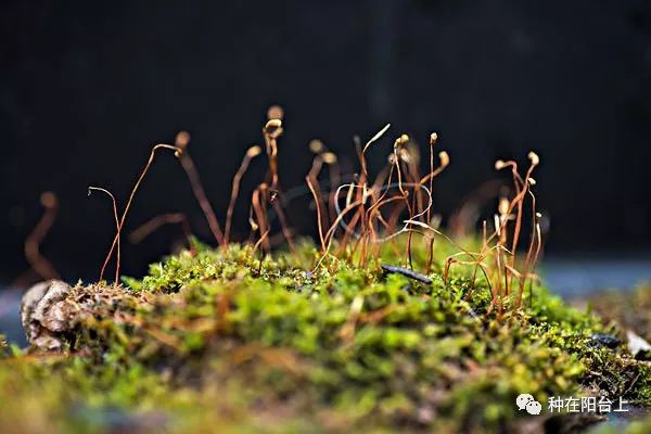 傻瓜式造景:山野中一根小苗,一撮苔藓,造一盆枯山水盆景!