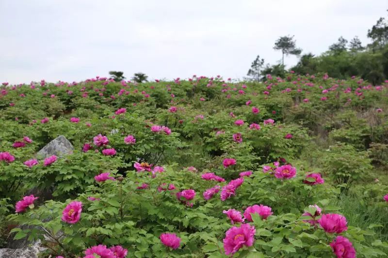 常宁西岭牡丹花地址图片