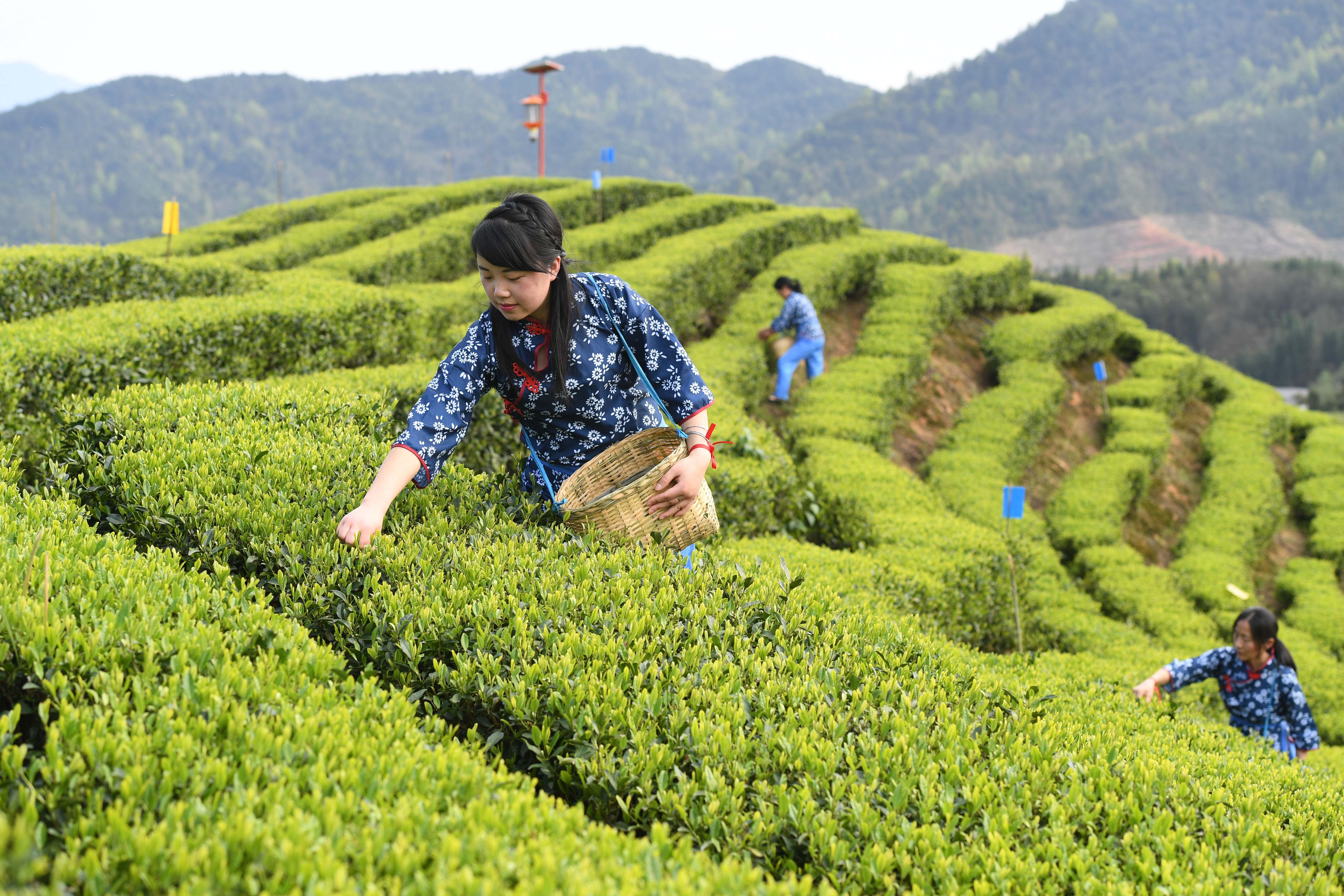 江西铜鼓:采摘"明前茶"