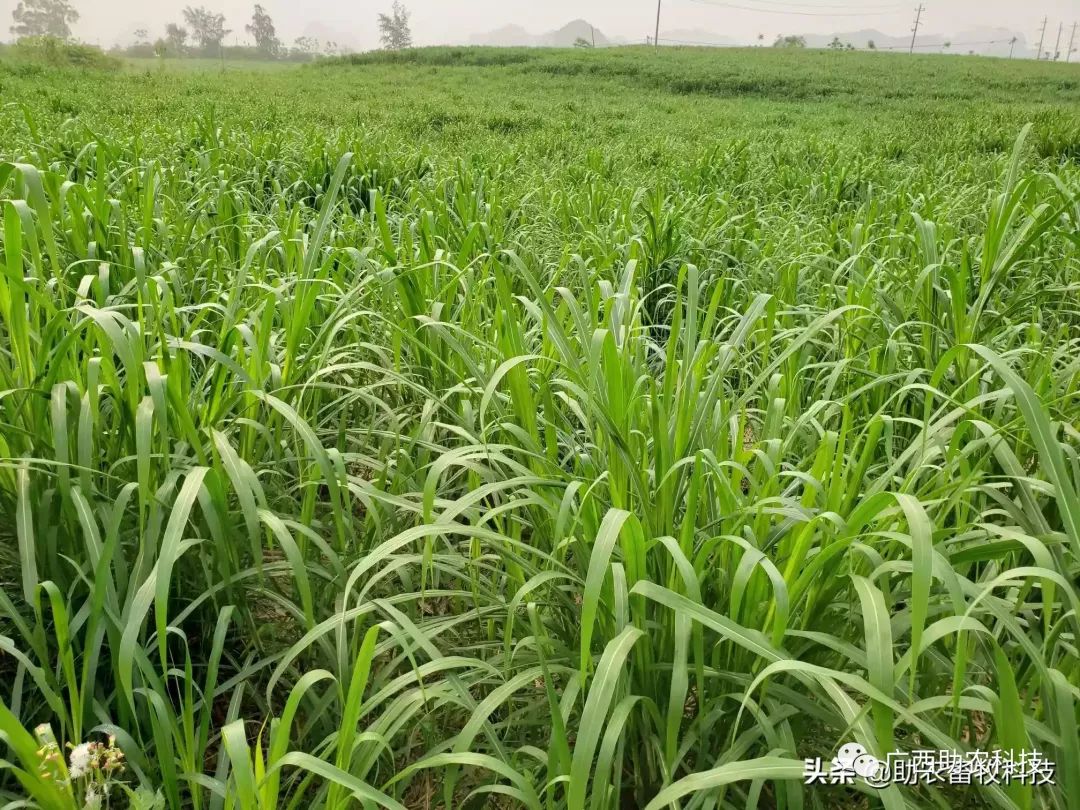 【高清視頻】帶你參觀茂盛的多年生高產牧草基地,年畝產25噸左右很