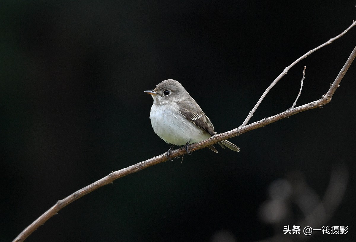 灰色尖嘴鸟图片