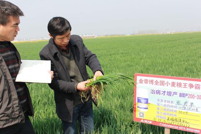 河南区举办金帝博增产药全国小麦粮王赛 湖北老乡都组团来战 