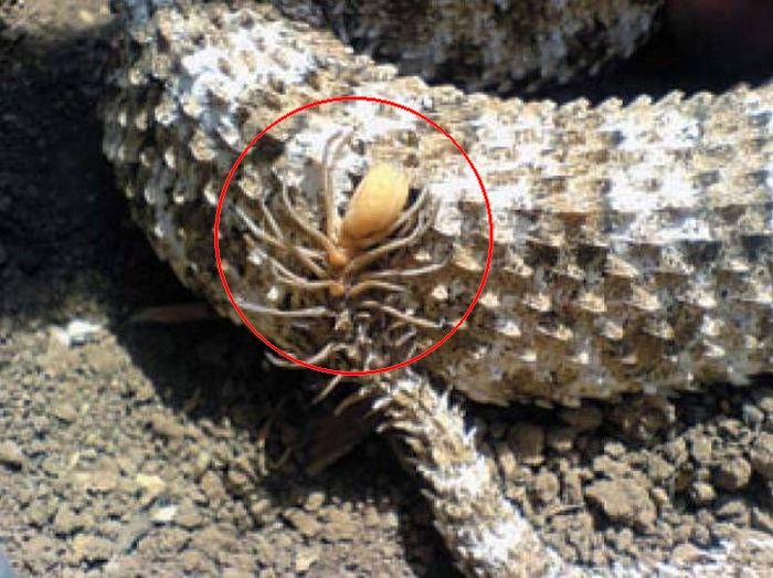 伊朗蛇尾巴像蜘蛛图片