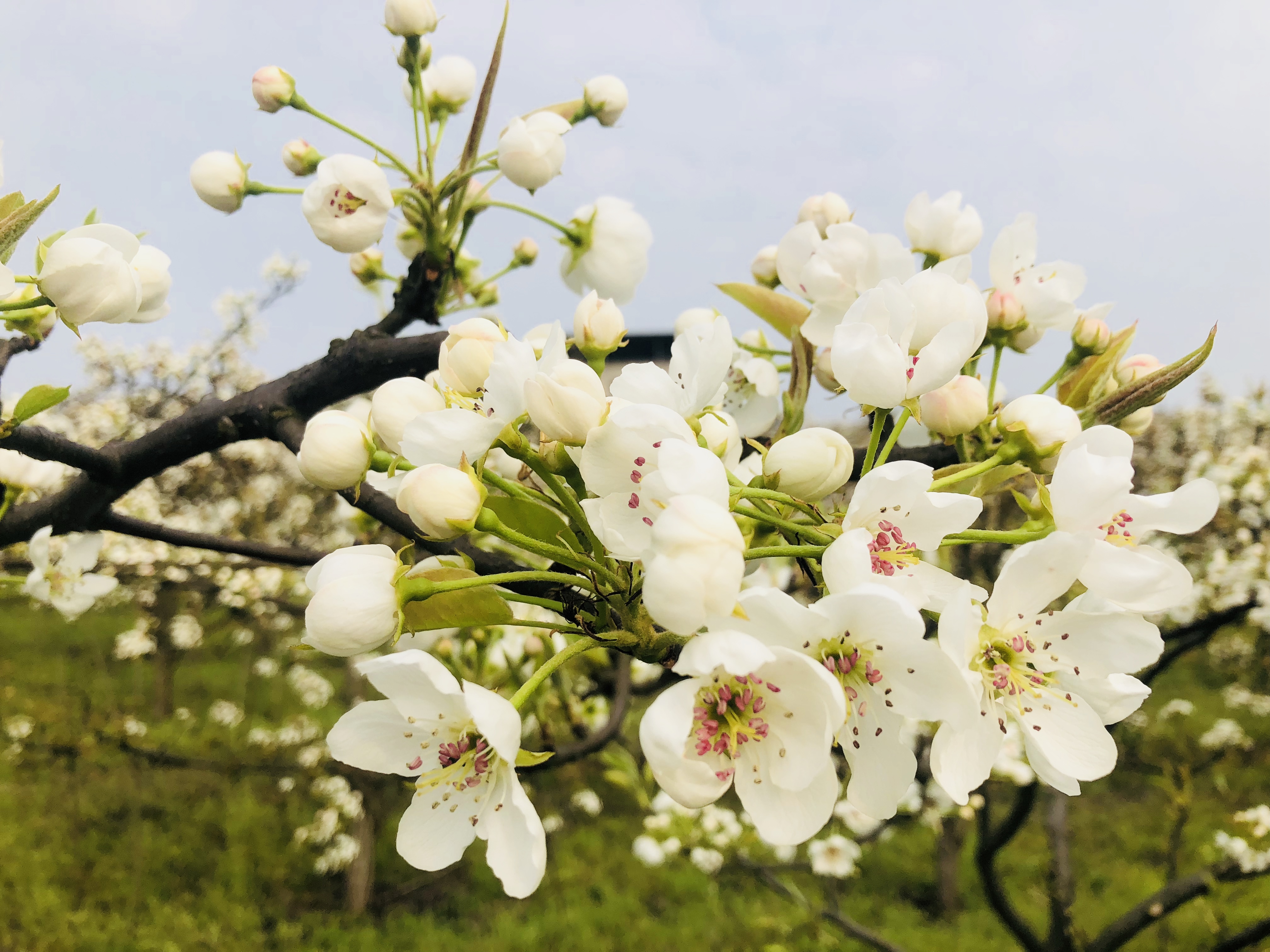 大量美图铜仁最美梨花观赏地美若仙境梨花绽放成花海奇观plus