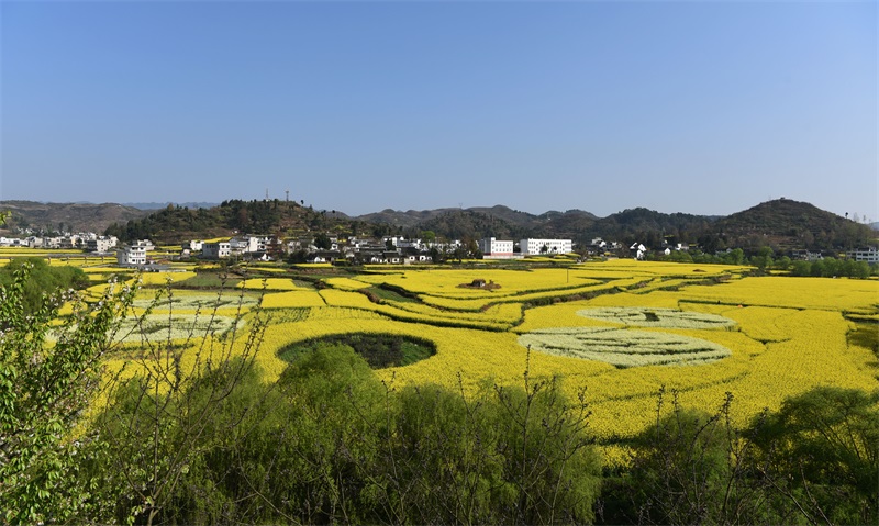 黔西县2019年柳岸水乡第九届油菜花文化旅游节开幕