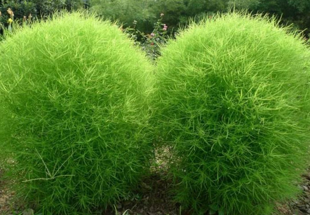 野菜三劍客:不僅好吃,還野性十足_掃帚