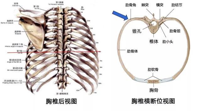 胸椎肋骨图片构造图解图片