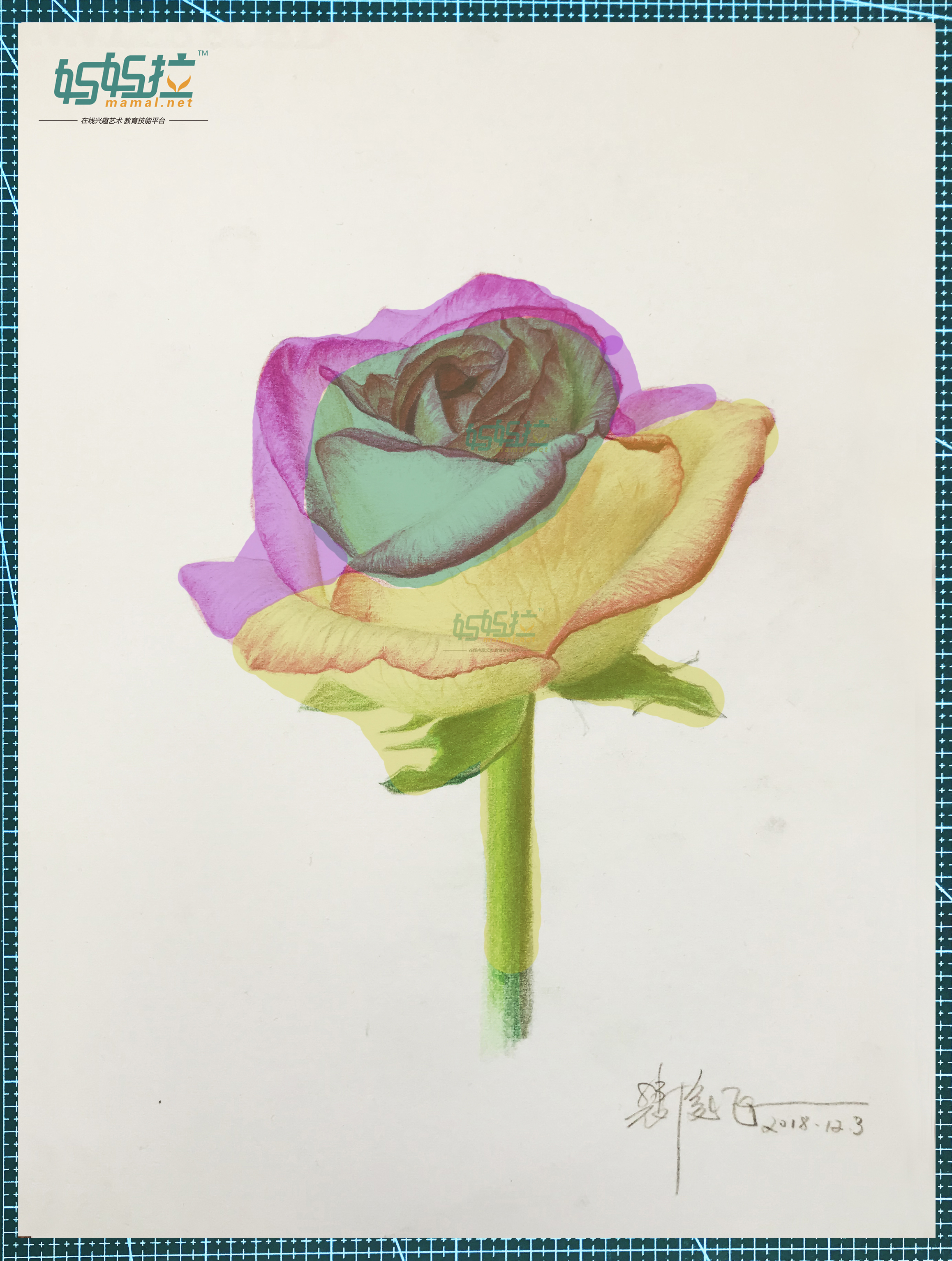 妈妈拉美术中央美院裴俊飞老师分享玫瑰花的素描彩铅的图文详细分析