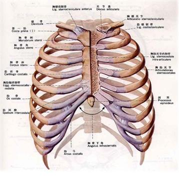 四分肋骨拱图片